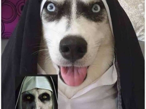 �������� 074